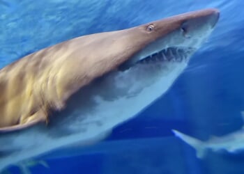 Wild Video Shows Hundreds Of Whaler Sharks Off Coast Of Australia To Trigger Warning From Expert