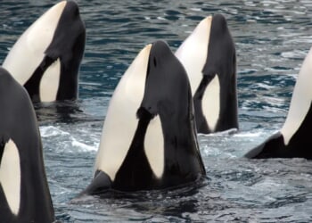 Wild Video Shows Orcas Flipping Over, Slicing Open Great White Sharks To Devour Their Livers