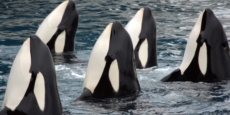 Wild Video Shows Orcas Flipping Over, Slicing Open Great White Sharks To Devour Their Livers