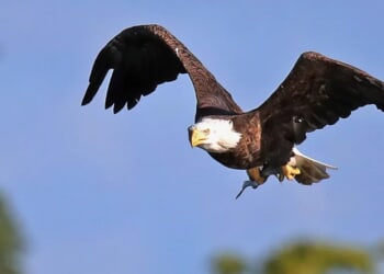 ‘Guts All Over Me’: Woman Says Bald Eagle Dropped Dead Cat Straight Through Her Windshield While Driving