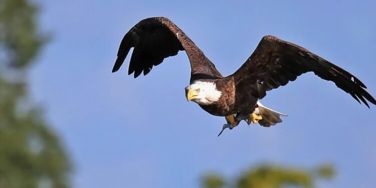 ‘Guts All Over Me’: Woman Says Bald Eagle Dropped Dead Cat Straight Through Her Windshield While Driving
