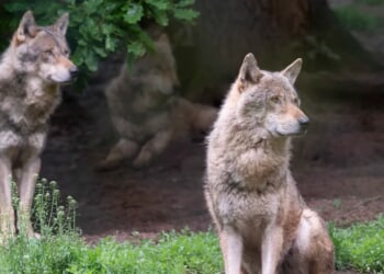 ‘Idiot’ Taunts Yellowstone Wolfpack Who Respond By Chasing Him Down In Pure Nightmare Fuel Video