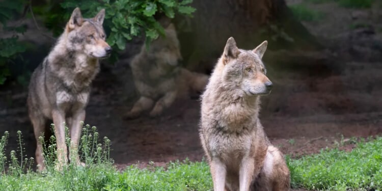 ‘Idiot’ Taunts Yellowstone Wolfpack Who Respond By Chasing Him Down In Pure Nightmare Fuel Video