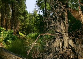 ‘It Was Me And God’: Hunter Survives Weeks Lost In California Mountains