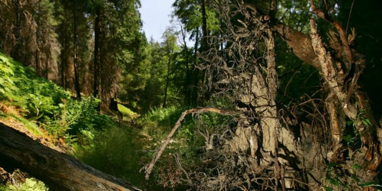 ‘It Was Me And God’: Hunter Survives Weeks Lost In California Mountains