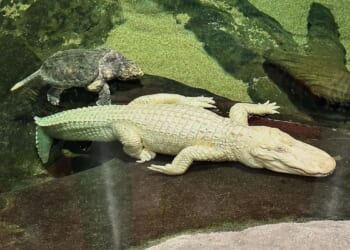 San Francisco's beloved albino alligator Claude dies at 30