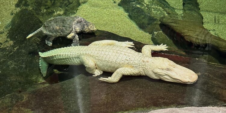 San Francisco's beloved albino alligator Claude dies at 30