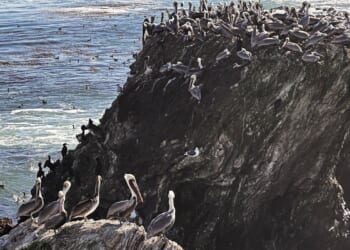 A brown pelican 'feeding frenzy' is an encouraging sign for the large seabirds