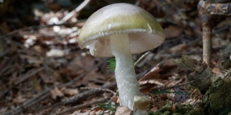 Officials warn against foraging wild mushrooms after deadly poisoning outbreak in California