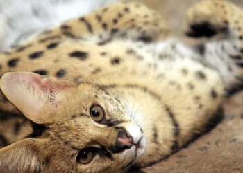 Serval-type cats found in Baltimore, where they're illegal to own