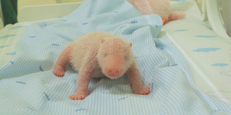 Java island zoo releases photos of the first panda cub born in Indonesia