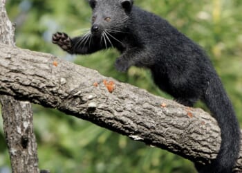 Two staffers survive bites by binturong at National Zoo