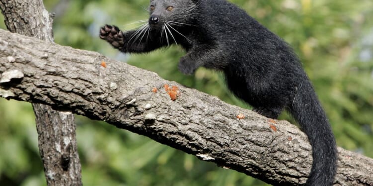 Two staffers survive bites by binturong at National Zoo