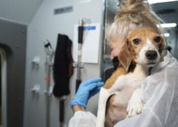 Congress orders Defense Department to stop painful experiments on dogs and cats
