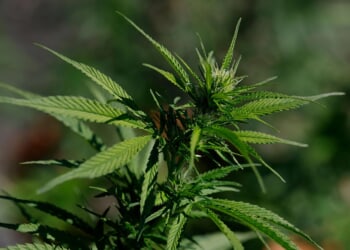 Trump eases marijuana regulations amid industry backing, Catholic concerns