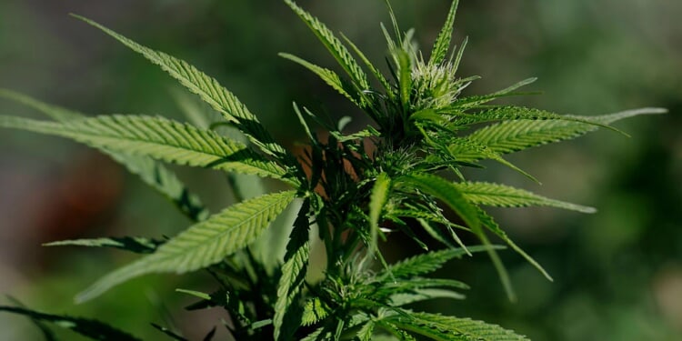 Trump eases marijuana regulations amid industry backing, Catholic concerns