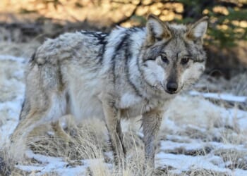 House passes bill to de-list gray wolves as endangered species
