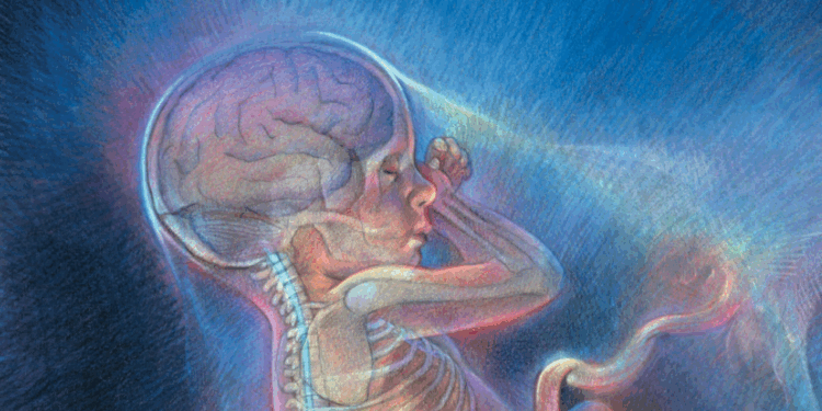 The Nation Must Face the Abortion Pill Legal Monster | The American Spectator