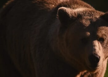 500-Pound Bear Discovered Living In California House ‘Rent-Free’