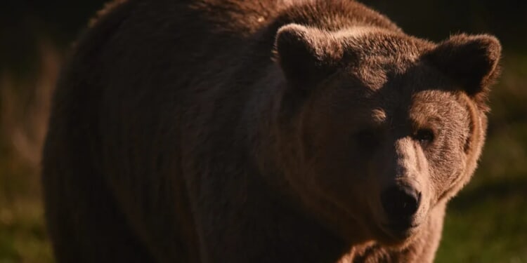 500-Pound Bear Discovered Living In California House ‘Rent-Free’