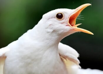 Bird Smashes New Zealand Reporter In Face During Segment To Leave Her Bloody Mess