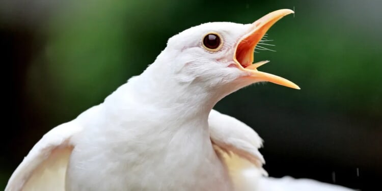 Bird Smashes New Zealand Reporter In Face During Segment To Leave Her Bloody Mess