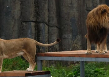 Brazilian Teen Mauled To Death After Scaling Zoo Wall, Invading Lion Enclosure