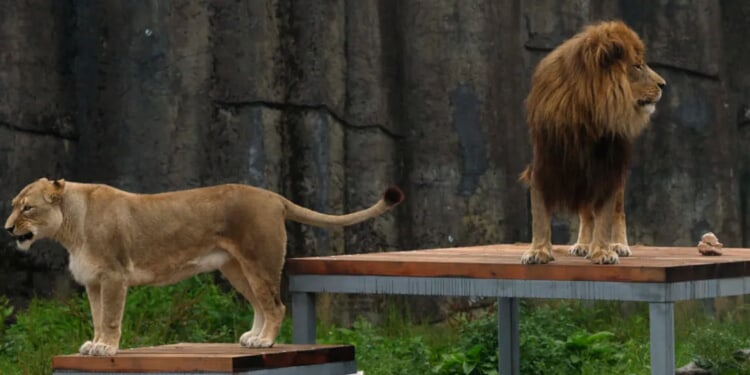 Brazilian Teen Mauled To Death After Scaling Zoo Wall, Invading Lion Enclosure