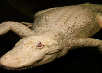 Claude, Popular Albino Alligator, Dead At 30