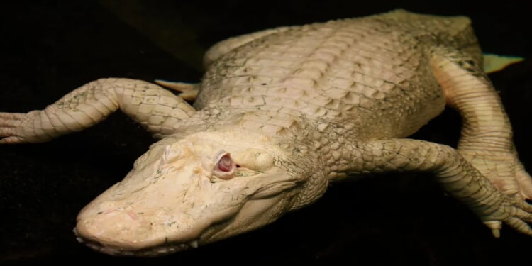 Claude, Popular Albino Alligator, Dead At 30