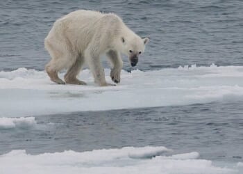 Climate doomsday prophecy peddled by academia retracted in disgrace