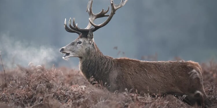 Country Music Star Koe Wetzel Hunts Down Massive Buck In Absolutely Glorious Score