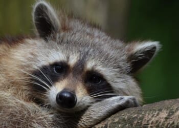 Drunk raccoon caught passed out by the toilet after trashing liquor store, partaking in the spirits
