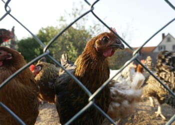 Farming is Labour's latest case of double standards