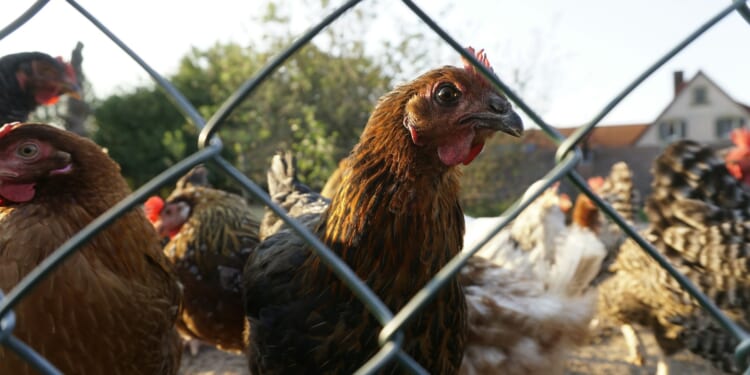 Farming is Labour's latest case of double standards