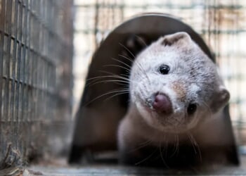 Fisher, Not Seen In Ohio’s Cuyahoga County For Over 100 Years, Caught On Video