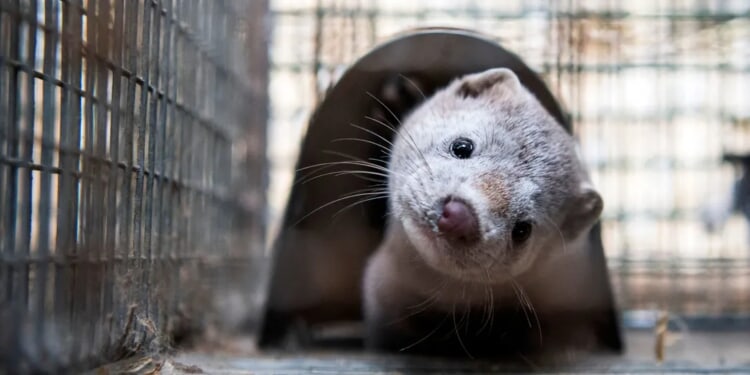 Fisher, Not Seen In Ohio’s Cuyahoga County For Over 100 Years, Caught On Video