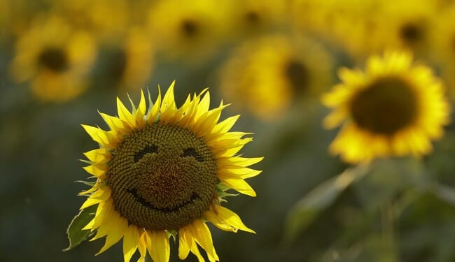 Force 2M Homeowners to Rip Out Gardens Instead of Managing Forests – Twitchy