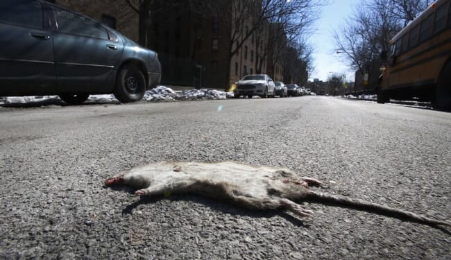 Government Says Just Flush the Rats Climbing Your Toilet – Twitchy