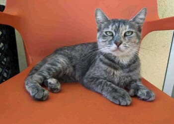 Governor Tweets Cat Pic Instead of Addressing Minnesota's Multi-Billion Fraud Mess – Twitchy