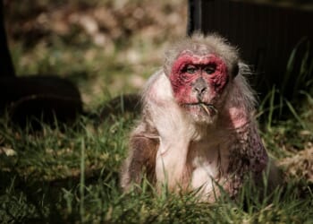 Kennedy Pushes End to Monkey Testing, Points to NIH Rule Shift [WATCH]