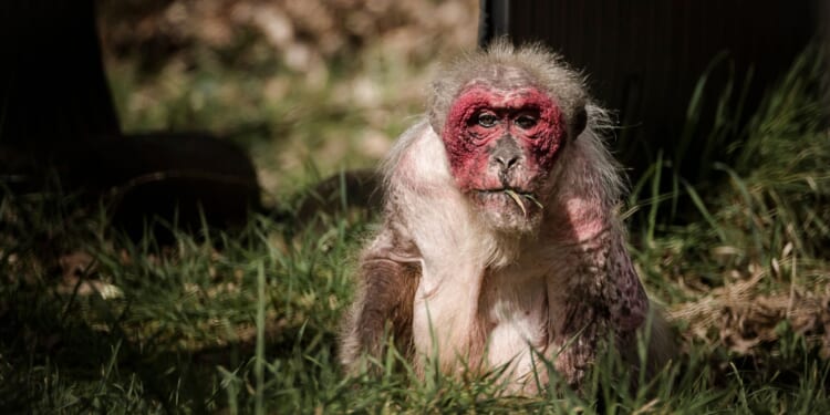 Kennedy Pushes End to Monkey Testing, Points to NIH Rule Shift [WATCH]