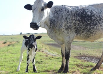 Malcolm Cupis: Why does nobody seem to want to stand up for farmers beyond that awful tax?
