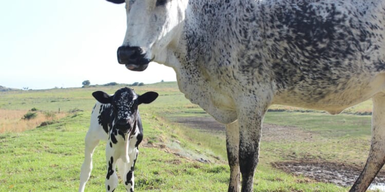 Malcolm Cupis: Why does nobody seem to want to stand up for farmers beyond that awful tax?
