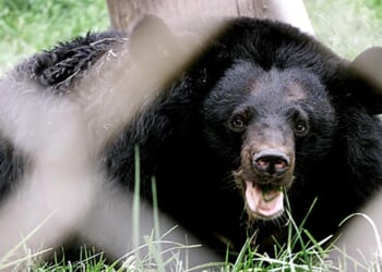 Man Nearly Gets Mauled By Black Bear After He Touches Him In Incredibly Ignorant Moment