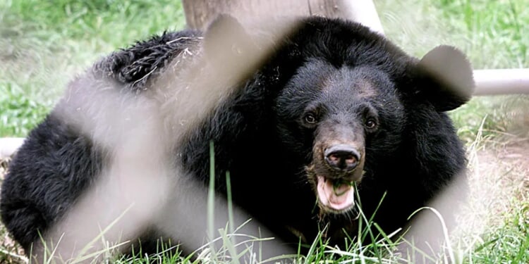 Man Nearly Gets Mauled By Black Bear After He Touches Him In Incredibly Ignorant Moment