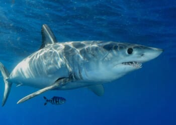 Missing Triathlete's Remains Recovered Following Shark Attack Off the Coast of California