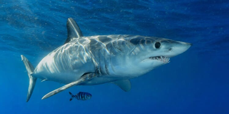 Missing Triathlete's Remains Recovered Following Shark Attack Off the Coast of California