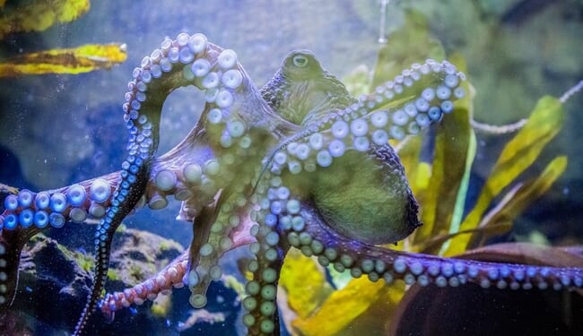 Naive British Man Survives Encounter With Blue-Ringed Tiny Tentacled Terror – Twitchy