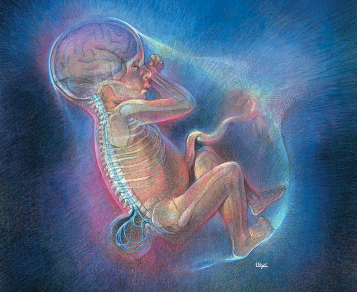 The American Spectator